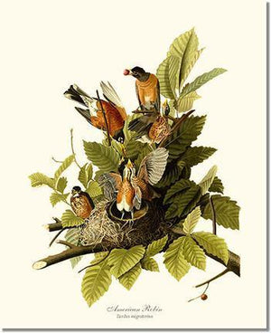 Bird Print: Robin, American