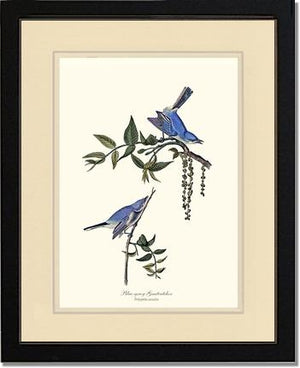 Gnatcatcher, Blue-gray