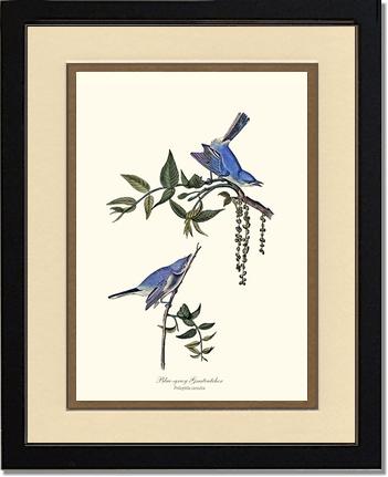 Gnatcatcher, Blue-gray | Wildbird Wall Art Print