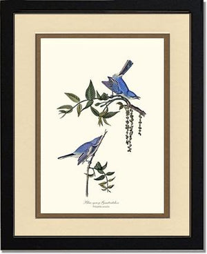 Gnatcatcher, Blue-gray