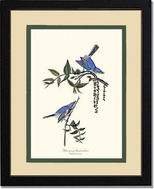 Gnatcatcher, Blue-gray