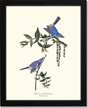 Gnatcatcher, Blue-gray