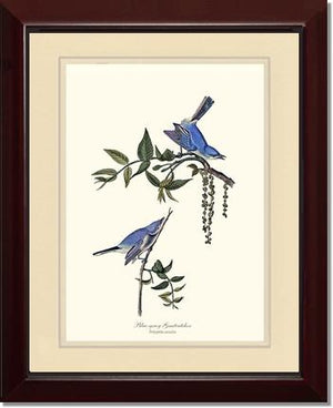 Gnatcatcher, Blue-gray