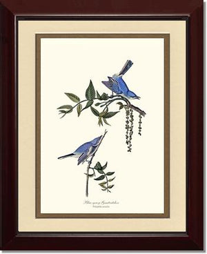 Gnatcatcher, Blue-gray