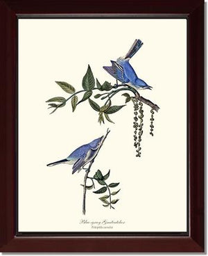 Gnatcatcher, Blue-gray