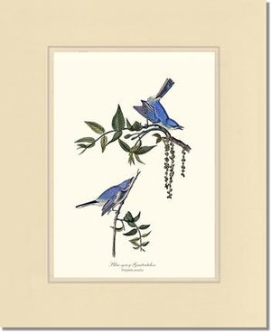 Gnatcatcher, Blue-gray