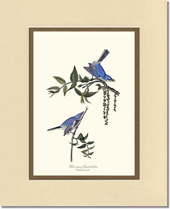 Gnatcatcher, Blue-gray | Wildbird Wall Art Print