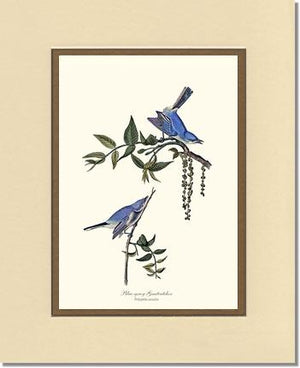 Gnatcatcher, Blue-gray