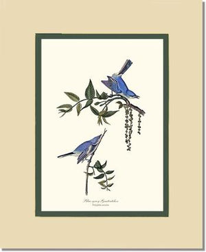 Gnatcatcher, Blue-gray