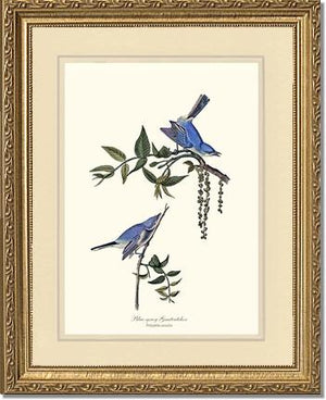 Gnatcatcher, Blue-gray