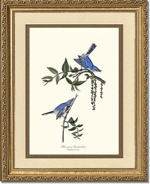 Gnatcatcher, Blue-gray