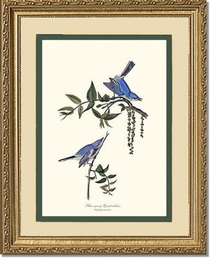 Gnatcatcher, Blue-gray