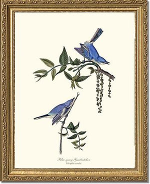 Gnatcatcher, Blue-gray