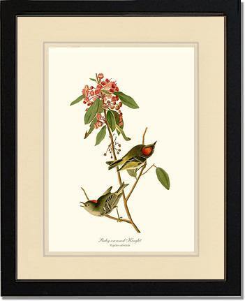Kinglet, Ruby-crowned - Charting Nature