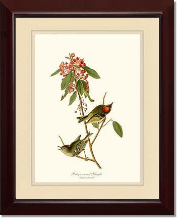 Kinglet, Ruby-crowned - Charting Nature