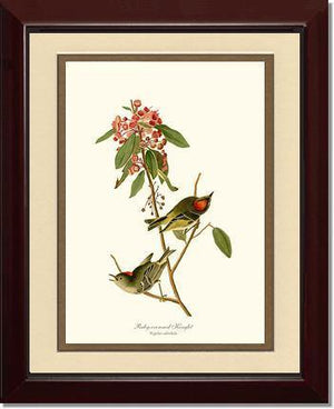 Kinglet, Ruby-crowned - Charting Nature