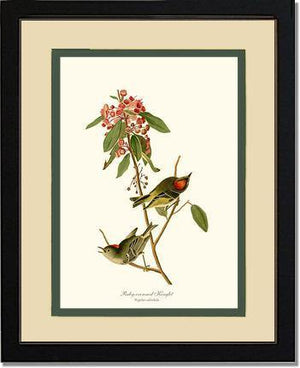 Kinglet, Ruby-crowned - Charting Nature