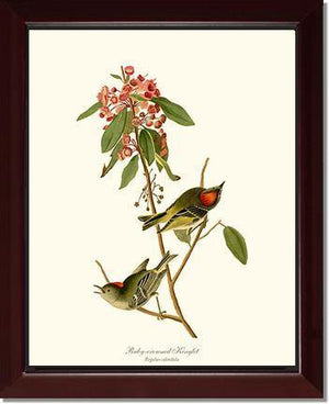 Kinglet, Ruby-crowned - Charting Nature