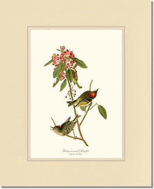 Kinglet, Ruby-crowned - Charting Nature