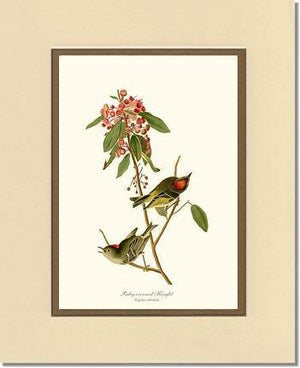 Kinglet, Ruby-crowned - Charting Nature