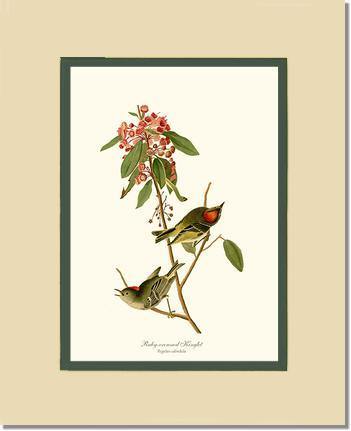 Kinglet, Ruby-crowned - Charting Nature