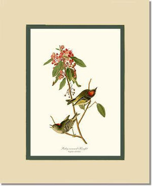 Kinglet, Ruby-crowned - Charting Nature