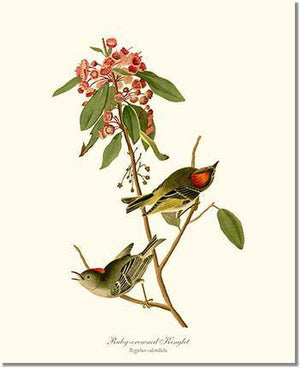 Bird Print: Kinglet, Ruby-crowned