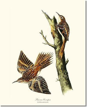 Bird Print: Creeper, Brown