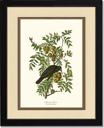 Crow, American - Charting Nature