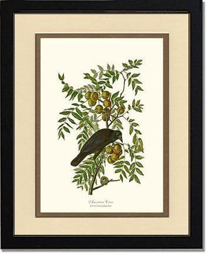 Crow, American - Charting Nature