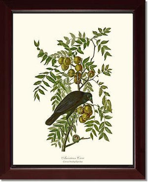 Crow, American - Charting Nature