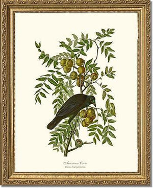 Crow, American - Charting Nature