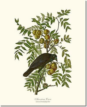 Bird Print: Crow, American