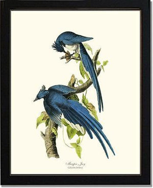 Jay, Magpie - Charting Nature
