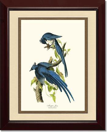 Jay, Magpie - Charting Nature