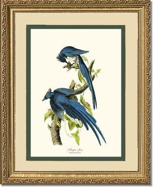Jay, Magpie - Charting Nature
