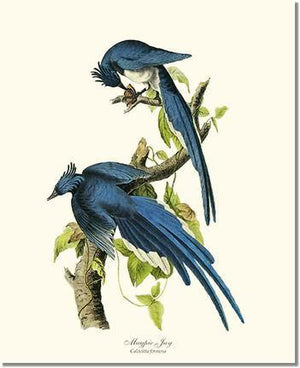 Bird Print: Jay, Magpie