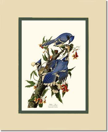 Jay, Blue - Charting Nature