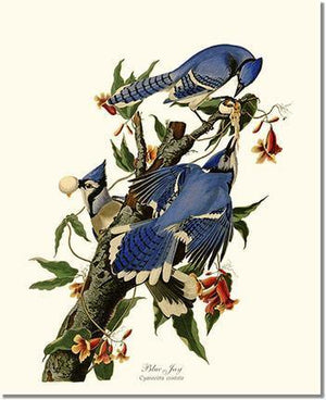 Bird Print: Jay, Blue