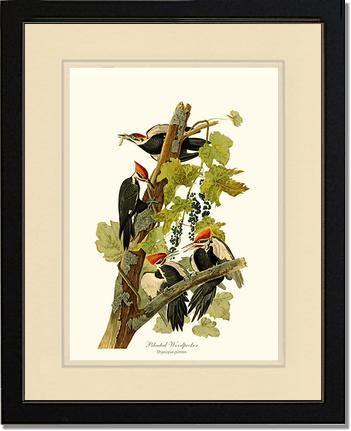 Woodpecker, Pileated - Charting Nature