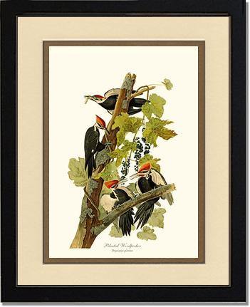 Woodpecker, Pileated - Charting Nature