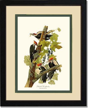 Woodpecker, Pileated - Charting Nature