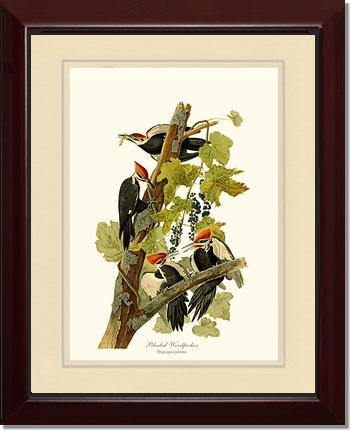Woodpecker, Pileated - Charting Nature