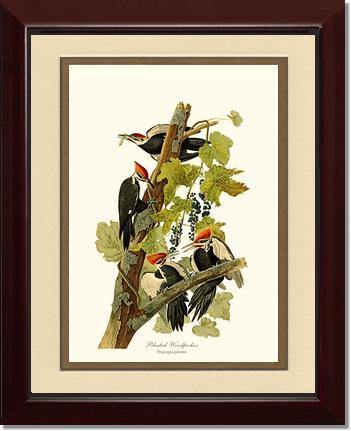 Woodpecker, Pileated - Charting Nature