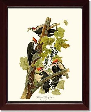 Woodpecker, Pileated - Charting Nature