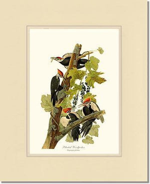Woodpecker, Pileated - Charting Nature