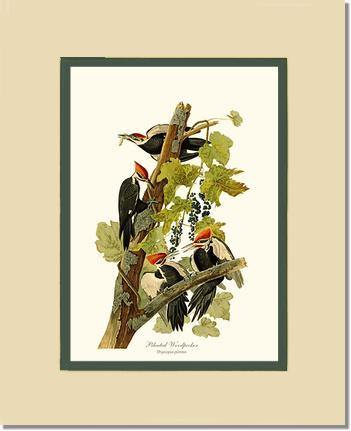 Woodpecker, Pileated - Charting Nature