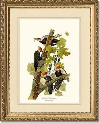 Woodpecker, Pileated - Charting Nature