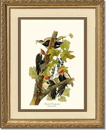 Woodpecker, Pileated - Charting Nature