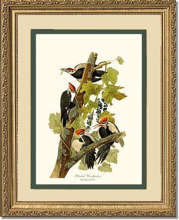 Woodpecker, Pileated - Charting Nature